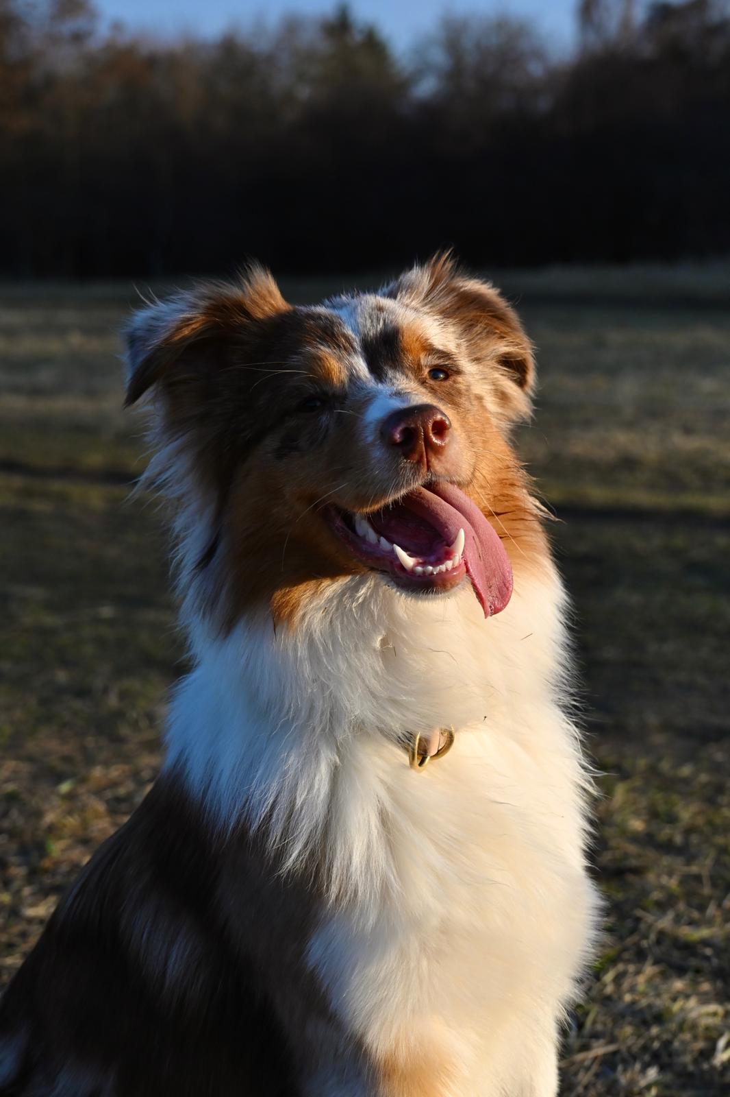 Tola – Australijski Pasterz, Psi Wywczas