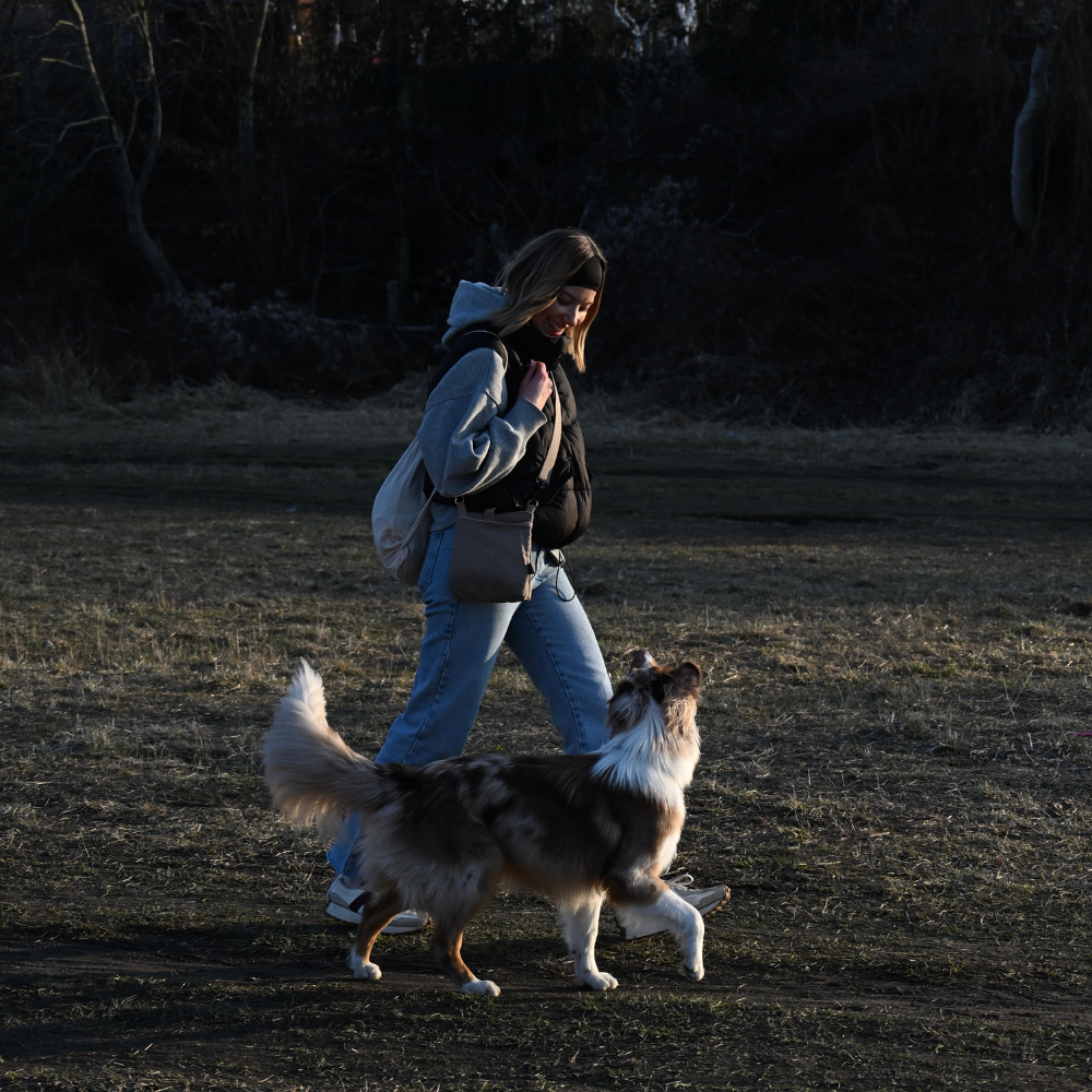 Obserwacja behawioralna Psi Wywczas
