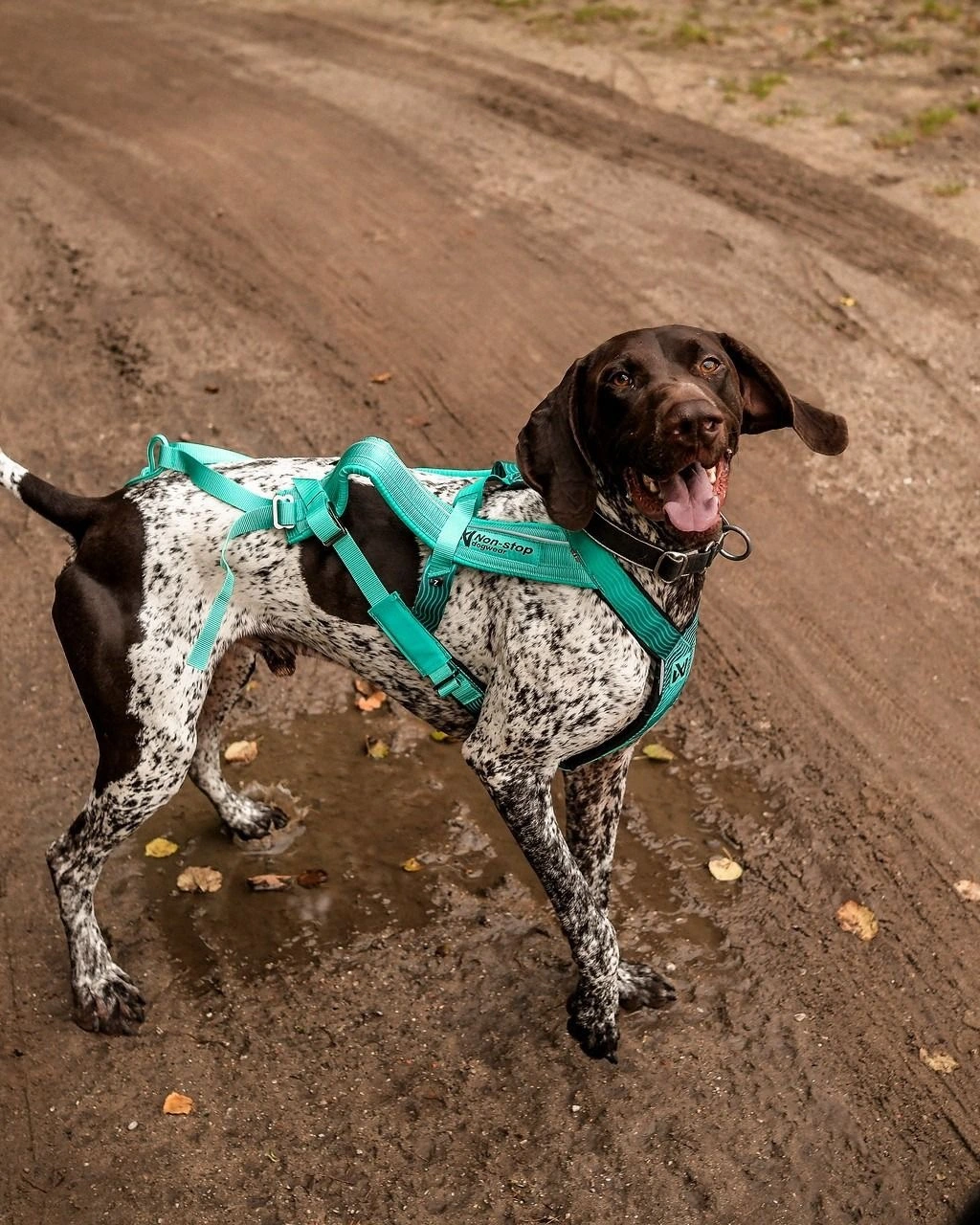 Spacer bez stresu – Psi Wywczas Behawiorysta