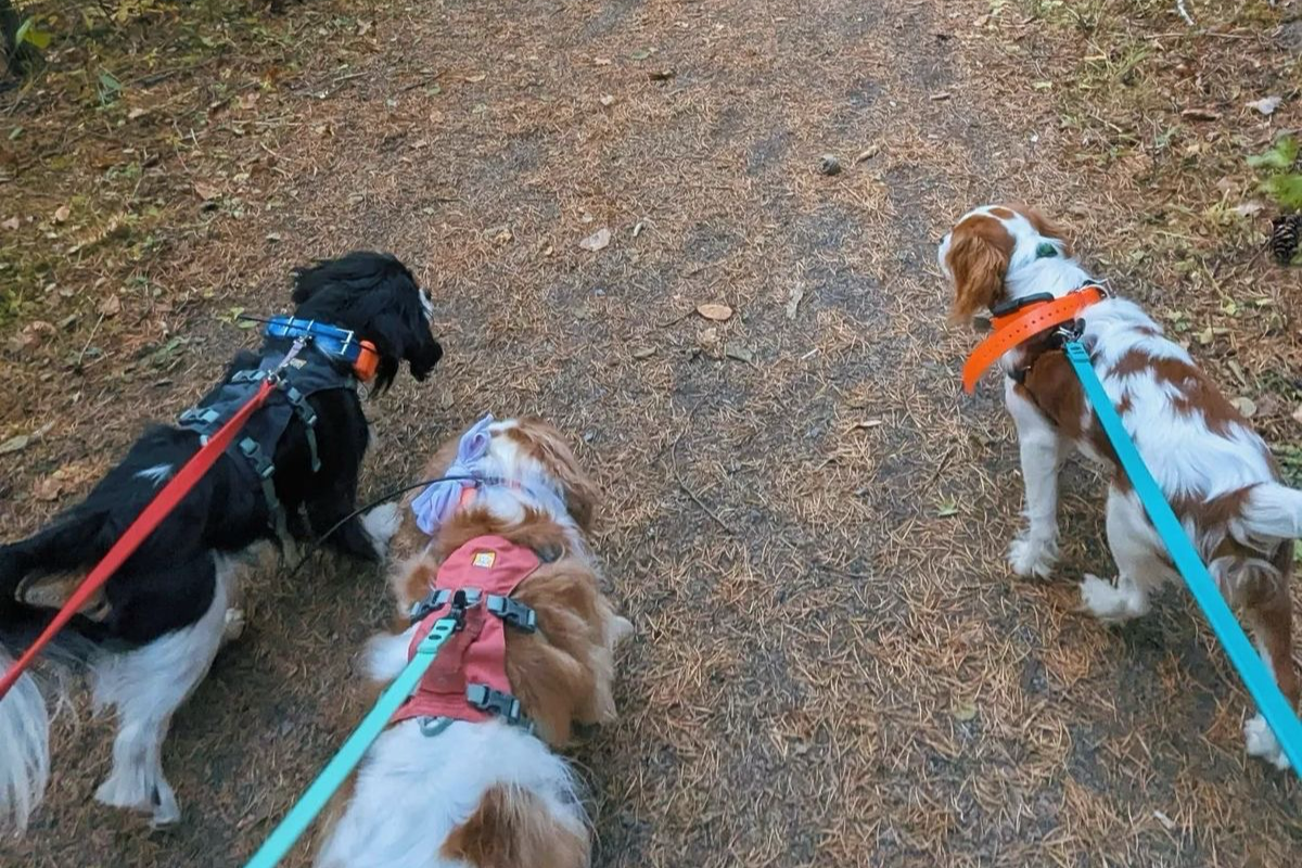 Umiejętność wyciszenia