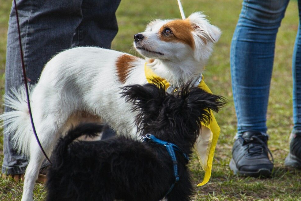Generalizacja wypracowanych nawyków