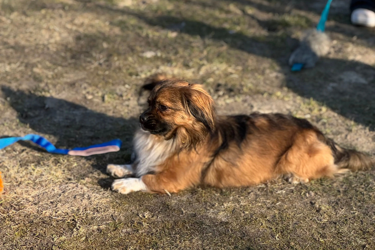 Czytanie sygnałów psa